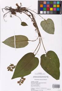 MHA 0 152 902, Pulmonaria obscura Dumort., Eastern Europe, Central region (E4) (Russia)