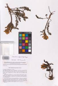 Pedicularis physocalyx Bunge, Eastern Europe, Eastern region (E10) (Russia)