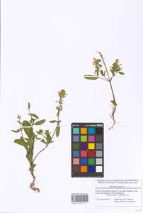 Stachys annua (L.) L., Eastern Europe, Moscow region (E4a) (Russia)