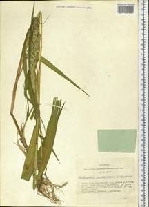 Phalaris arundinacea L., Siberia, Altai & Sayany Mountains (S2) (Russia)