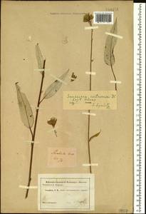 Saussurea controversa DC., Siberia (no precise locality) (S0) (Russia)