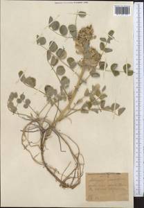 Astragalus sphaerophysa Kar. & Kir., Middle Asia, Muyunkumy, Balkhash & Betpak-Dala (M9) (Kazakhstan)