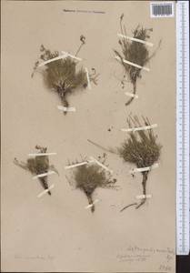 Astragalus nematodes Bunge ex Boiss., Middle Asia, Western Tian Shan & Karatau (M3)