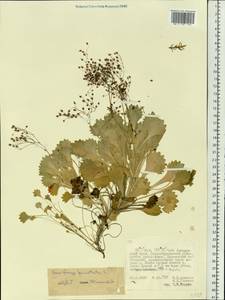 Micranthes punctata (L.) Losinsk., Siberia, Russian Far East (S6) (Russia)