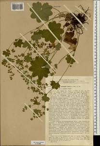 Alchemilla baltica Sam. ex Juz., Eastern Europe, Volga-Kama region (E7) (Russia)