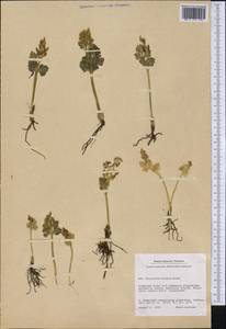 Botrychium lunaria (L.) Sw., America (AMER) (Greenland)