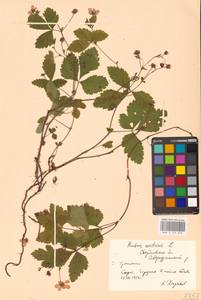 Rubus arcticus L., Eastern Europe, Eastern region (E10) (Russia)