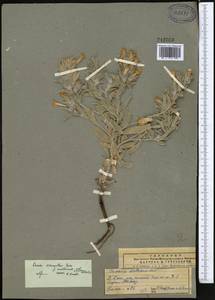 Onosma dichroantha Boiss., Middle Asia, Pamir & Pamiro-Alai (M2)