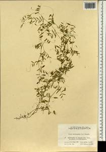 Vicia tetrasperma (L.)Schreb., South Asia, South Asia (Asia outside ex-Soviet states and Mongolia) (ASIA) (China)