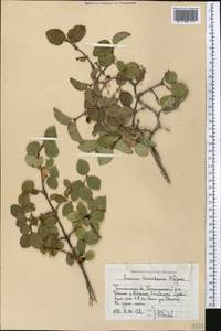 Lonicera tianshanica Pojark., Middle Asia, Western Tian Shan & Karatau (M3) (Uzbekistan)