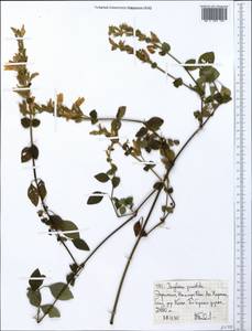 Isoglossa punctata (Vahl) Brummitt & J. R. Wood, Africa (AFR) (Ethiopia)