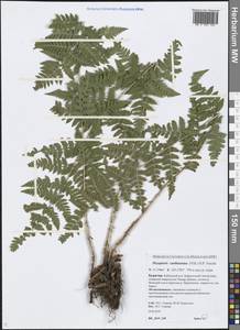 Dryopteris carthusiana (Vill.) H. P. Fuchs, Siberia, Baikal & Transbaikal region (S4) (Russia)