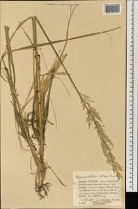 Psammochloa villosa (Trin.) Bor, Mongolia (MONG) (Mongolia)