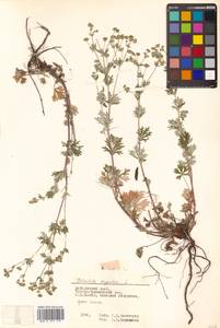 Potentilla argentea L., Siberia, Russian Far East (S6) (Russia)