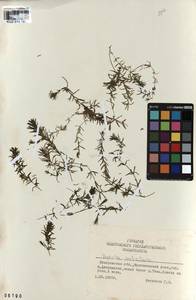 KUZ 018 191, Hydrilla verticillata (L.f.) Royle, Siberia, Altai & Sayany Mountains (S2) (Russia)