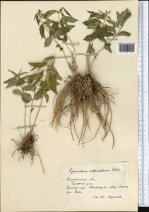 Vincetoxicum fuscatum subsp. fuscatum, Middle Asia, Caspian Ustyurt & Northern Aralia (M8) (Kazakhstan)