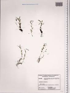 Epilobium palustre L., Siberia, Central Siberia (S3) (Russia)