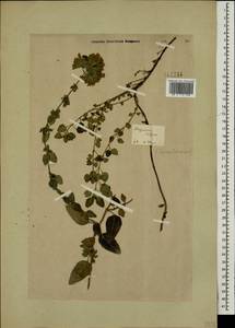Origanum vulgare L., Caucasus, Georgia (K4) (Georgia)