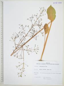 Alisma plantago-aquatica subsp. orientale (Sam.) Sam., Siberia, Russian Far East (S6) (Russia)
