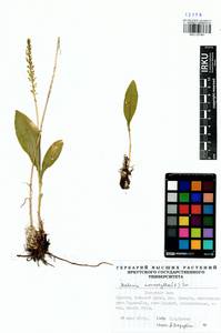 Malaxis monophyllos (L.) Sw., Siberia, Baikal & Transbaikal region (S4) (Russia)