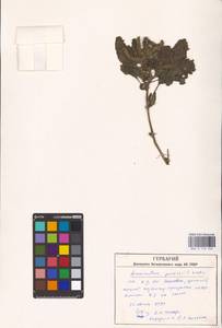 Amaranthus powellii S. Watson, Eastern Europe, South Ukrainian region (E12) (Ukraine)