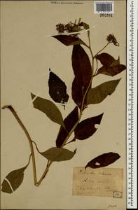 Helianthus tuberosus L., South Asia, South Asia (Asia outside ex-Soviet states and Mongolia) (ASIA) (Japan)