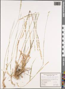 Thinopyrum intermedium subsp. intermedium, South Asia, South Asia (Asia outside ex-Soviet states and Mongolia) (ASIA) (Iran)