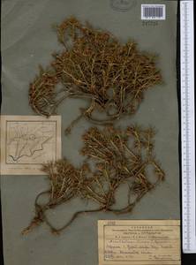 Acantholimon virens Czerniak., Middle Asia, Pamir & Pamiro-Alai (M2) (Tajikistan)