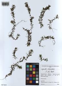 KUZ 018 189, Hydrilla verticillata (L.f.) Royle, Siberia, Altai & Sayany Mountains (S2) (Russia)
