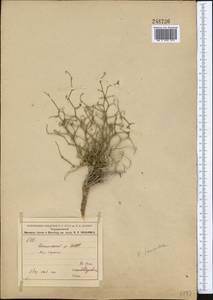 Convolvulus hamadae (Vved.) Petrov, Middle Asia, Syr-Darian deserts & Kyzylkum (M7) (Uzbekistan)