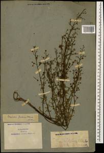 Scrophularia versicolor Boiss., Caucasus, Armenia (K5) (Armenia)