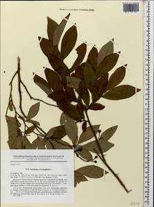 Vaccinium arctostaphylos L., Caucasus, Abkhazia (K4a) (Abkhazia)