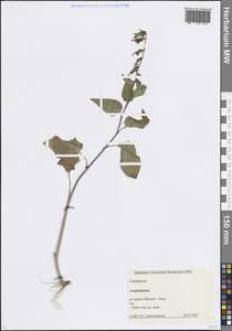 Campanula, Caucasus, Azerbaijan (K6) (Azerbaijan)