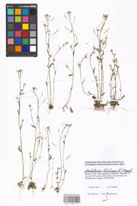 Arabidopsis thaliana (L.) Heynh., Eastern Europe, Moscow region (E4a) (Russia)