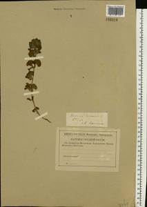 Glechoma hederacea L., Eastern Europe, North-Western region (E2) (Russia)