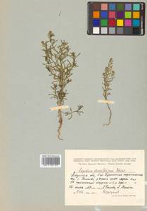 Lepidium densiflorum Schrad., Siberia, Russian Far East (S6) (Russia)