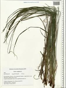 Carex cespitosa L., Eastern Europe, Central forest region (E5) (Russia)