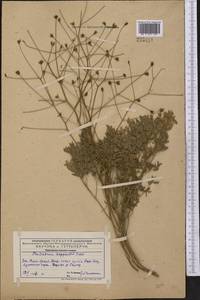 Thalictrum isopyroides C. A. Mey., Middle Asia, Western Tian Shan & Karatau (M3) (Kazakhstan)