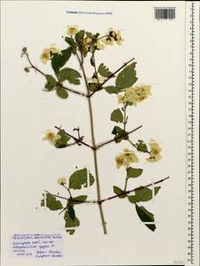 Philadelphus coronarius L., Caucasus, Black Sea Shore (from Novorossiysk to Adler) (K3) (Russia)