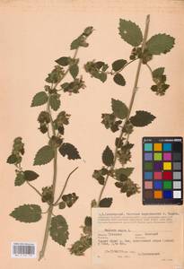 MHA 0 154 729, Ballota nigra L., Eastern Europe, Central region (E4) (Russia)