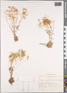 Stevenia cheiranthoides subsp. incarnata (Lamb. ex DC.) D. A. German, Siberia, Altai & Sayany Mountains (S2) (Russia)