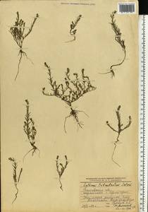 Lythrum tribracteatum Spreng., Eastern Europe, Rostov Oblast (E12a) (Russia)