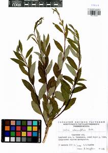 Salix rhamnifolia, Siberia, Baikal & Transbaikal region (S4) (Russia)