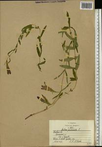 Gentiana pneumonanthe L., Eastern Europe, Moscow region (E4a) (Russia)