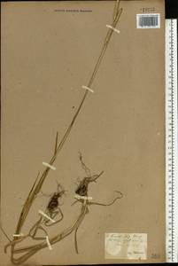 Phleum pratense L., Eastern Europe, North Ukrainian region (E11) (Ukraine)