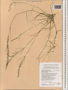 Achnatherum miliaceum (L.) P.Beauv., South Asia, South Asia (Asia outside ex-Soviet states and Mongolia) (ASIA) (Cyprus)