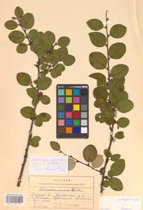 Cotoneaster integerrimus Medik., Eastern Europe, Central forest-and-steppe region (E6) (Russia)