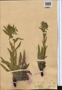 Arnebia euchroma subsp. euchroma, Middle Asia, Northern & Central Tian Shan (M4) (Kazakhstan)