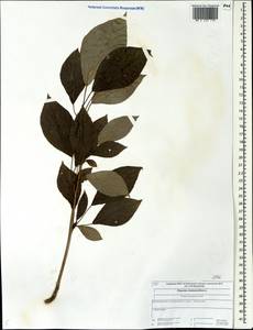 Populus balsamifera, Eastern Europe, Central forest region (E5) (Russia)