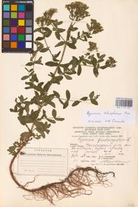 Hypericum tetrapterum Fr., Eastern Europe, West Ukrainian region (E13) (Ukraine)